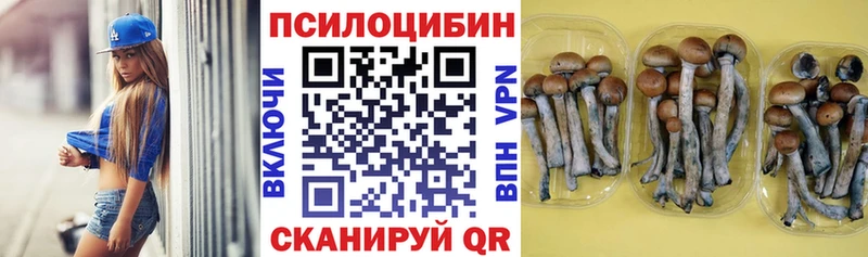 Купить  Тында  Псилоцибиновые грибы Psilocybe 
